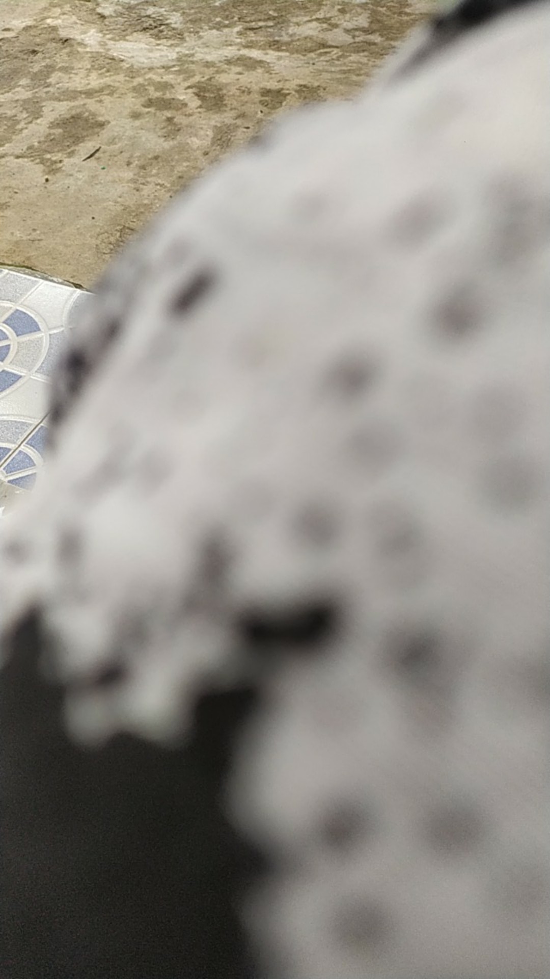 Tey-17 Batik Wanita Asj Sa Hrb026 Kenongo Kemeja Tosca Pendek