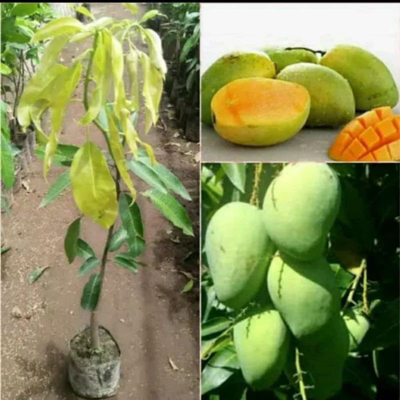 Bibit Mangga Harum Manis Kondisi Siap Berbuah Bisa Ditanam Di pot