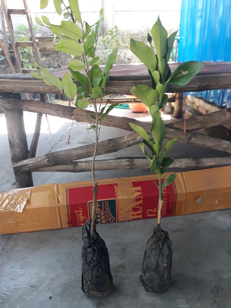 Tanaman Kelengkeng Diamon Unggul/kelengkeng Diamon Super