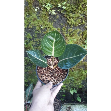 Aglonema esmeralda black