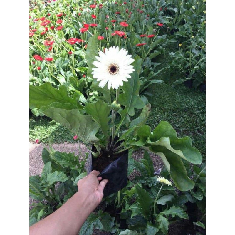 plant bunga gerbera