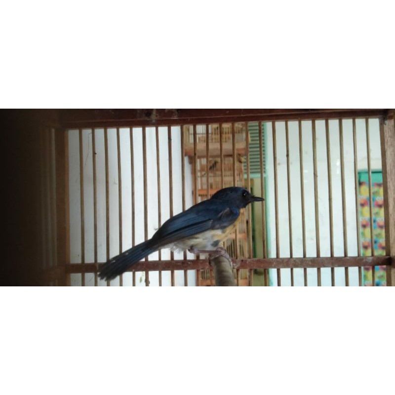 Burung Tledekan Gunung Ori Jawa