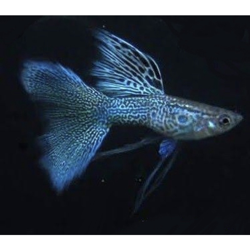 Guppy Blue Lace Grade A