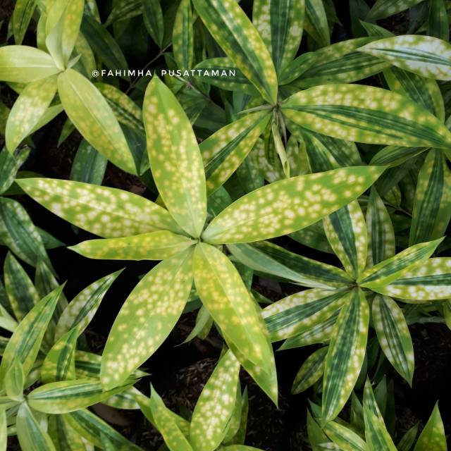 Dracena Golden Drasena Golden Bambu Jepang