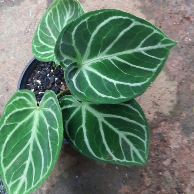 Harga Anthurium Tarantula Peace Lily Harga Anthurium Tarantula Peace Lily