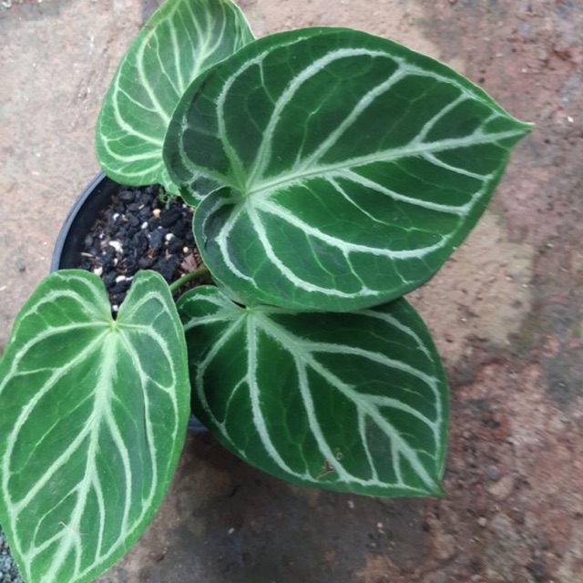  Harga  Anthurium Tarantula Peace  Lily 