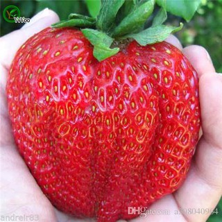 Jual Bibit / Benih Biji Buah Strawberry Giant Fruit Stroberi Besar ...