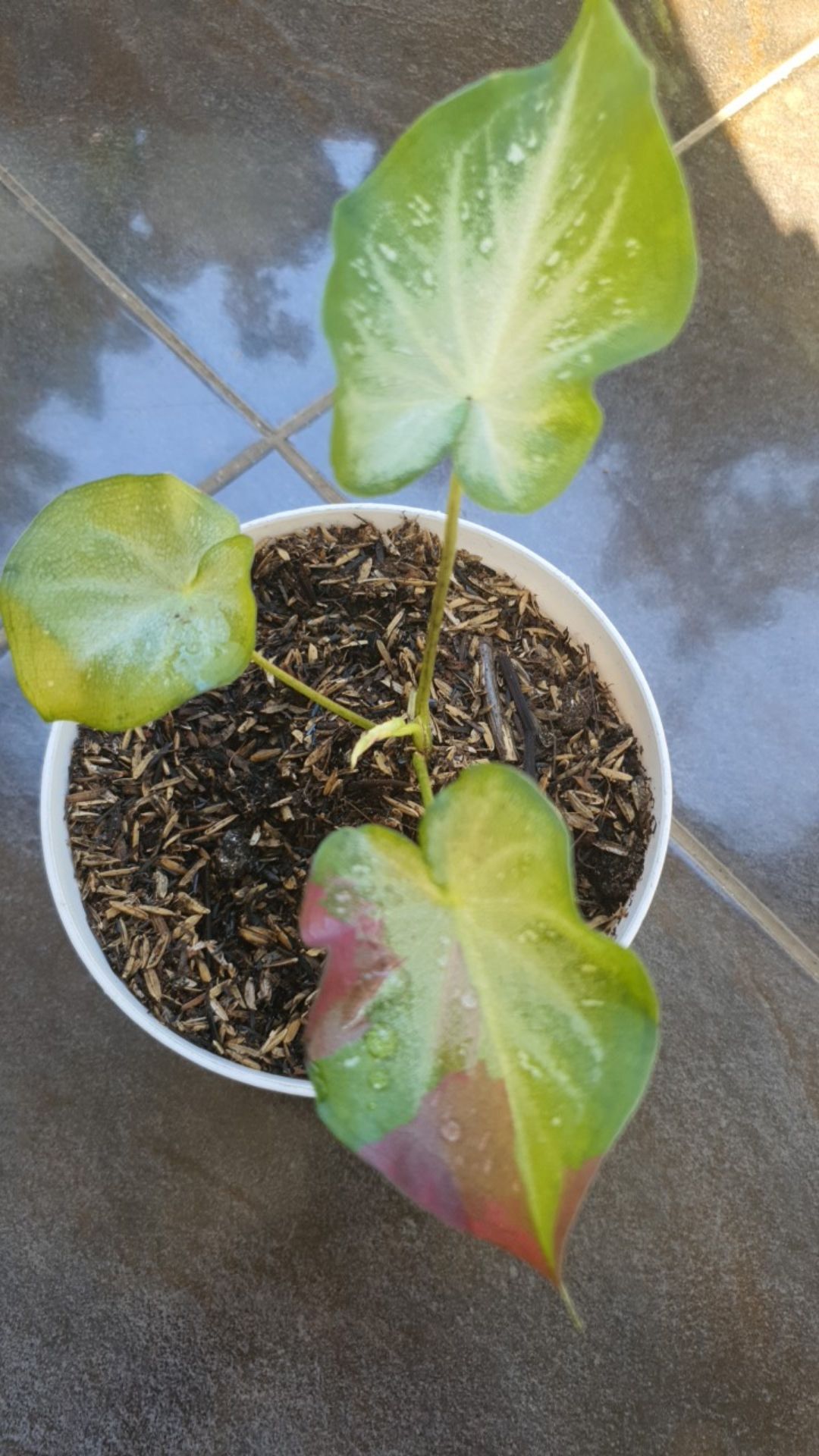 Caladium Shycool/ Dikirim Size Anakan-remaja Cat Tumpah