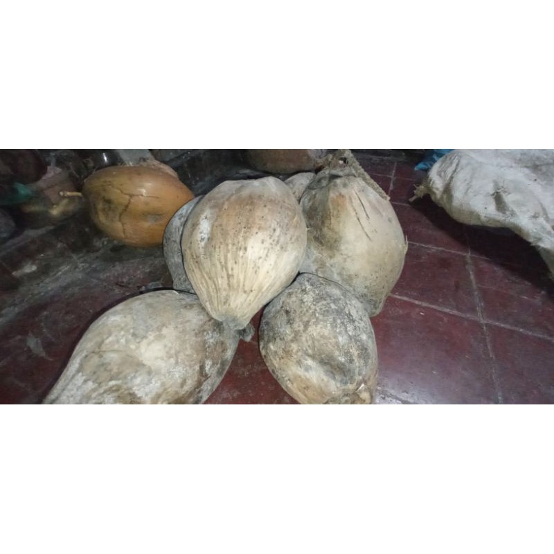 

Kelapa Kering Jumbo 1 Buah