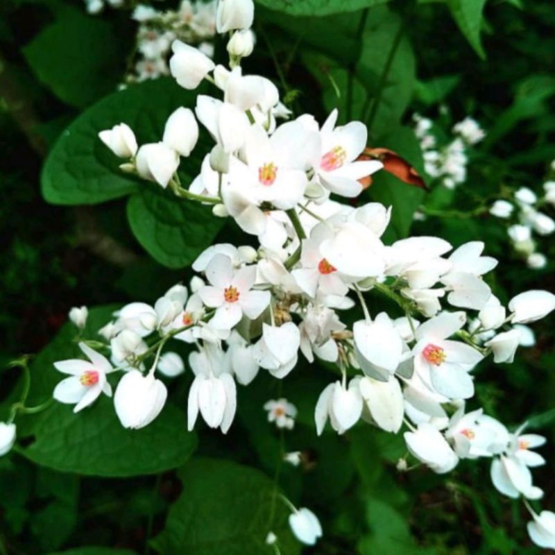 tanaman hias bibit bunga air mata pengantin cantik/bibit tanaman air mata pengantin tanaman hias ram