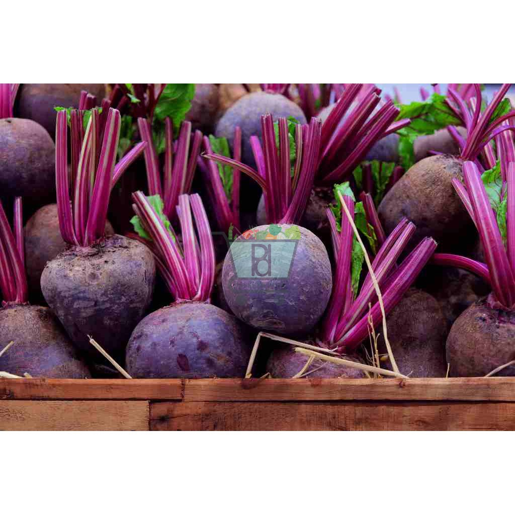 

PD - Buah Bit / Beet Root 500 Gram
