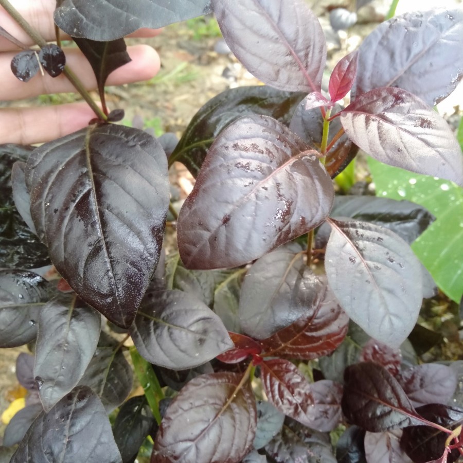 

HERBAL PRODUK 100gram Daun Handeuleum handelem kopi hideung