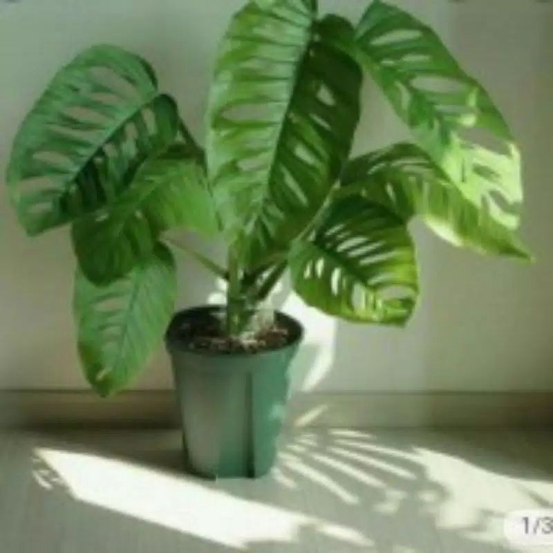 Duda Bolong Megasperma, Duda Bolong Tanaman Hias