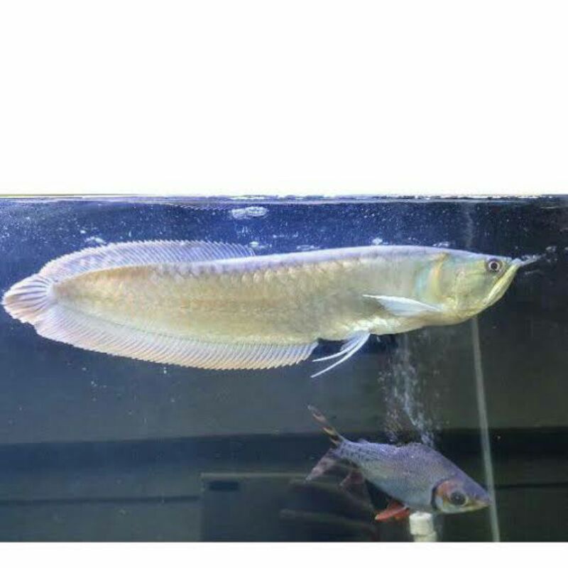 Ikan Arwana /Arwana silver red brazil ukuran 25 - 27 cm up
