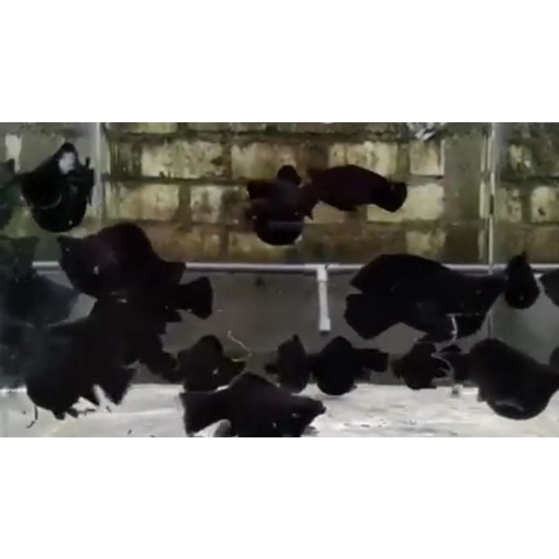 molly balon black // ikan hias murah