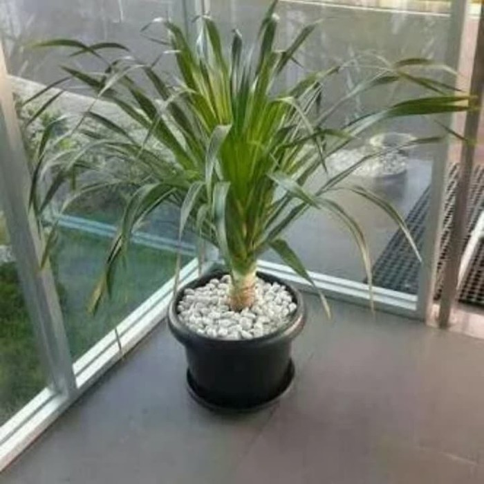 pohon pandan bali - tanaman indoor - pandan bali . -Tanaman hias hidup