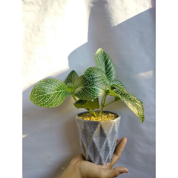 FITTONIA WHITE ANGGEL daun besar