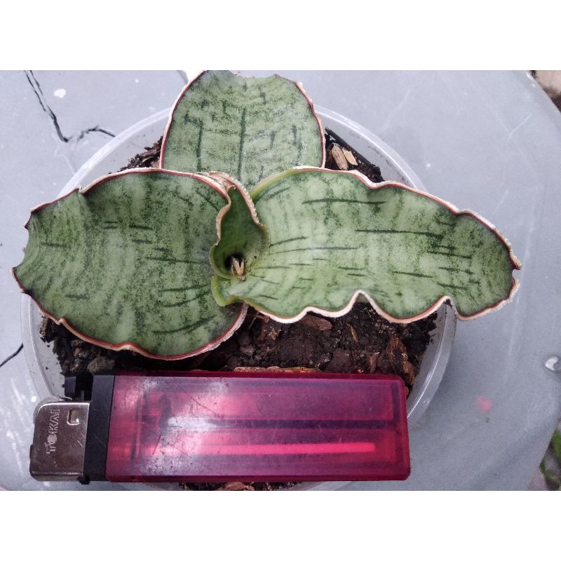 Sansevieria silver blue