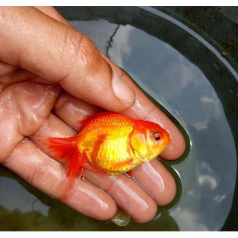 Ikan hias koki oranda