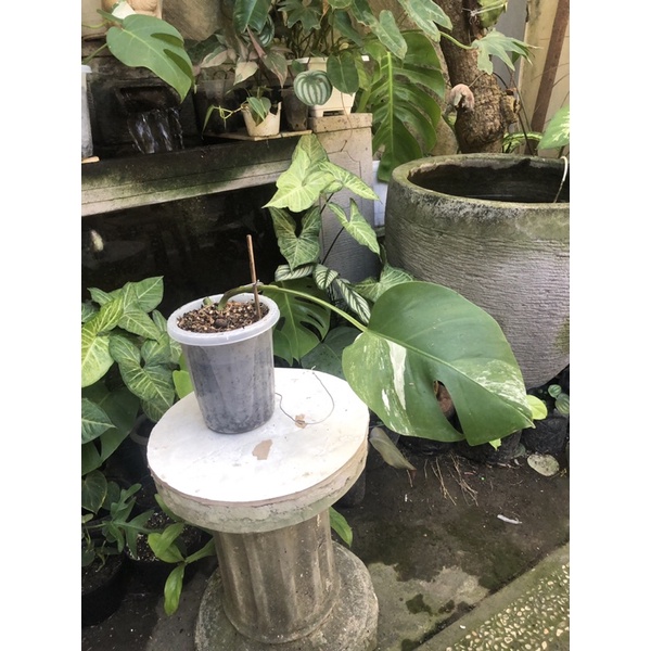 Monstera variegata / monvar / Monstera King /Monstera deliciosa / Monstera Obliqua