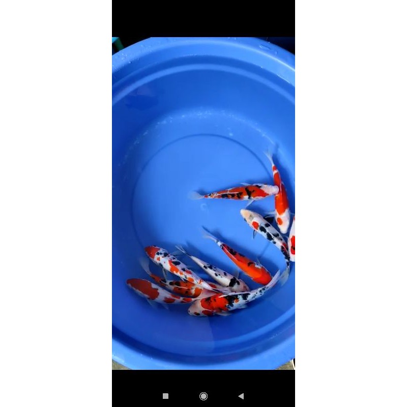 

Paket Ikan Koi Blitar Grade A Super Murah