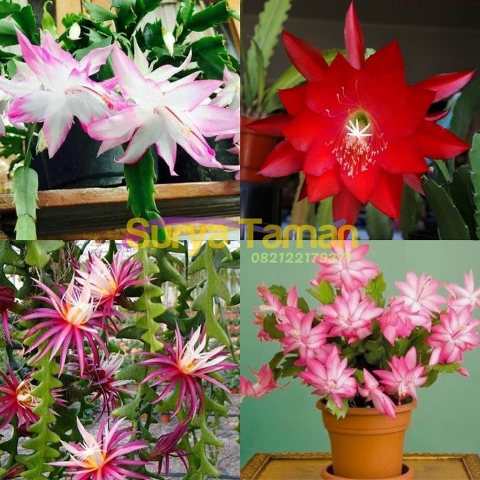 Paket 4 Tanaman Gantung Wijaya Kusuma-Tanaman Hias Bunga -bunga hidup murah-bunga hias-bunga gantung