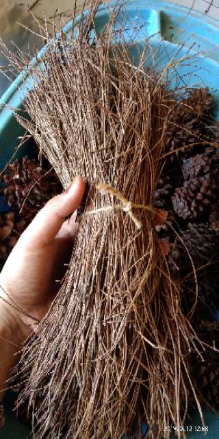 (5 Gratis 1) Daun Pinus Kering Pinecones Sarang Burung Birdnest Rustic Dekor Property Photo