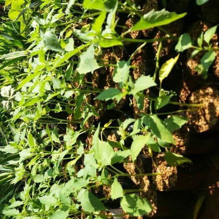 Bibit Pohon Ciplukan / Tanaman Ciplukan