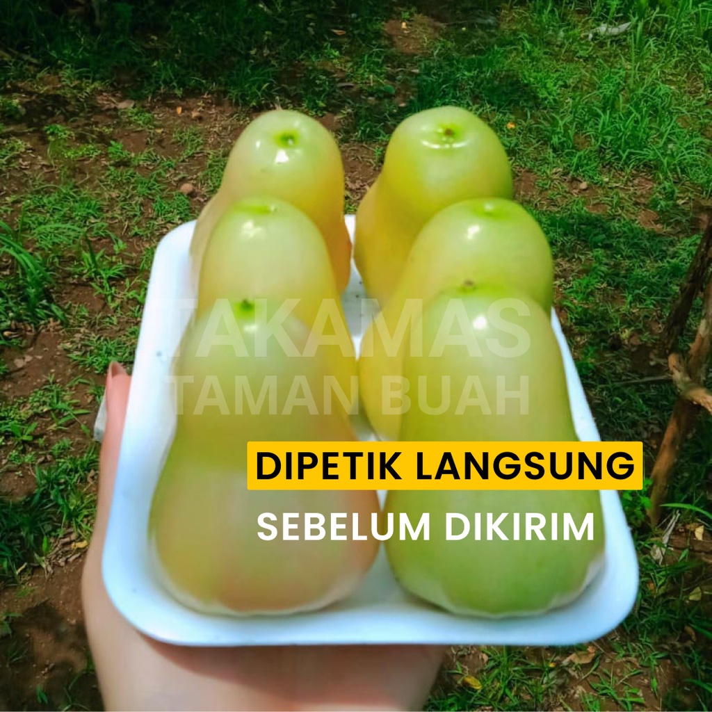 

Jambu Air Hijau Madu Jambu Air Hijau Segar (Grade B)