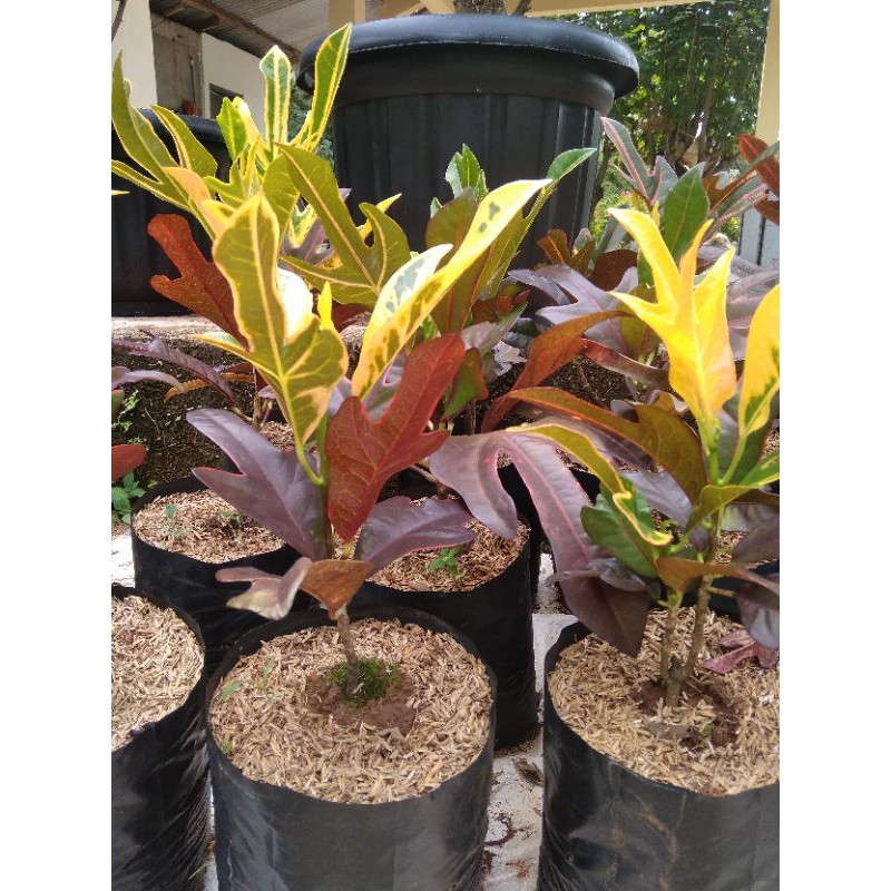 Jual Pohon puring Z | Shopee Indonesia