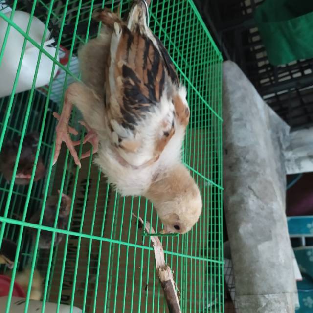 

Ayam kampung biasa umur 2 minggu