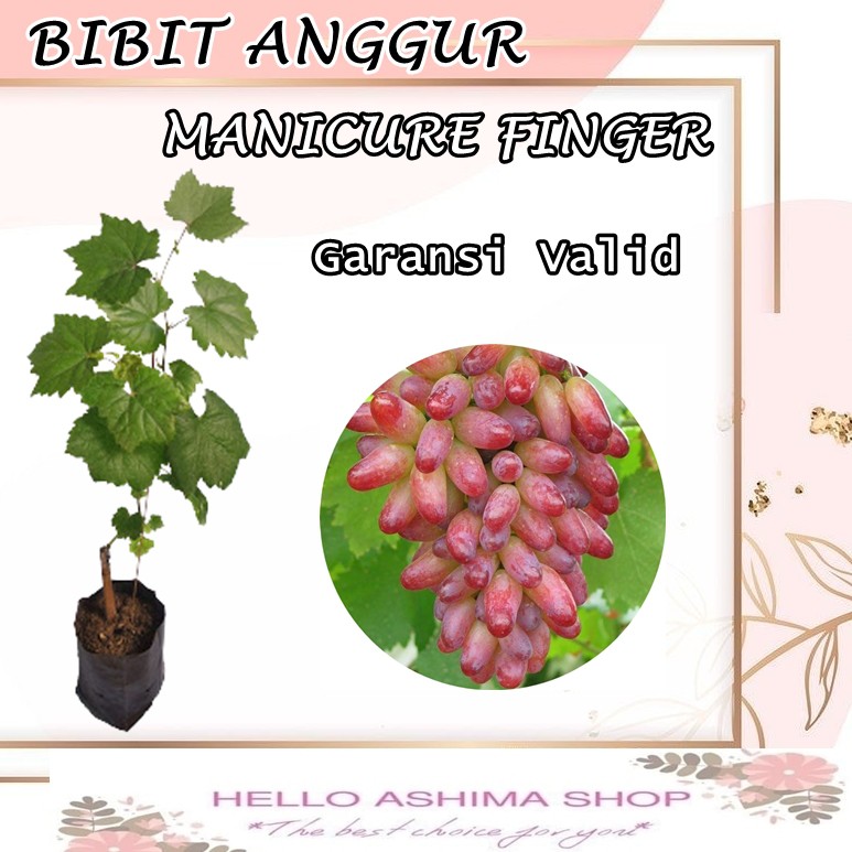Bibit Anggur Import Anggur Jenis Maniqure Finger -ROOTSTOCK LOKAL