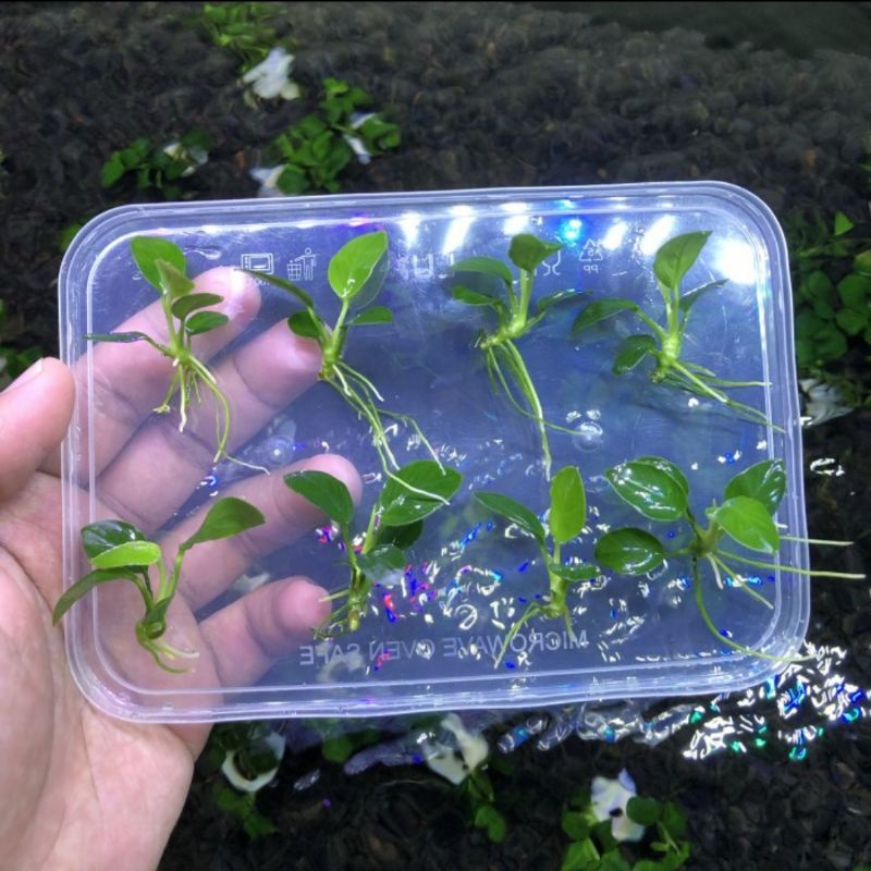 Anubias Pinto Hijau Oon