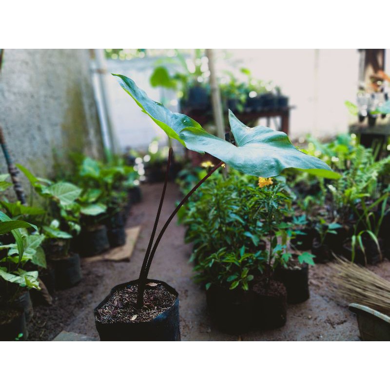 TANAMAN SENTE BATANG HITAM ( POHON SENTE HITAM)