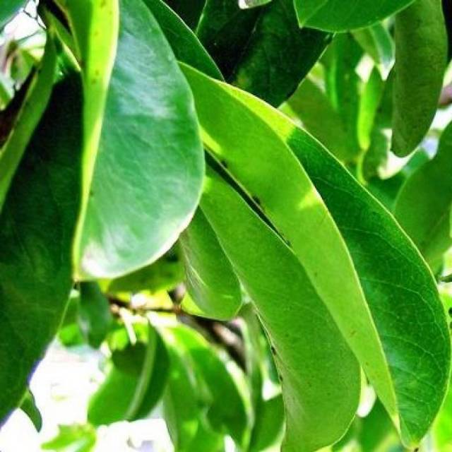 

[100 lembar] Daun Sirsak Anti Kanker / Daun Sirsak Segar tanpa pestisida