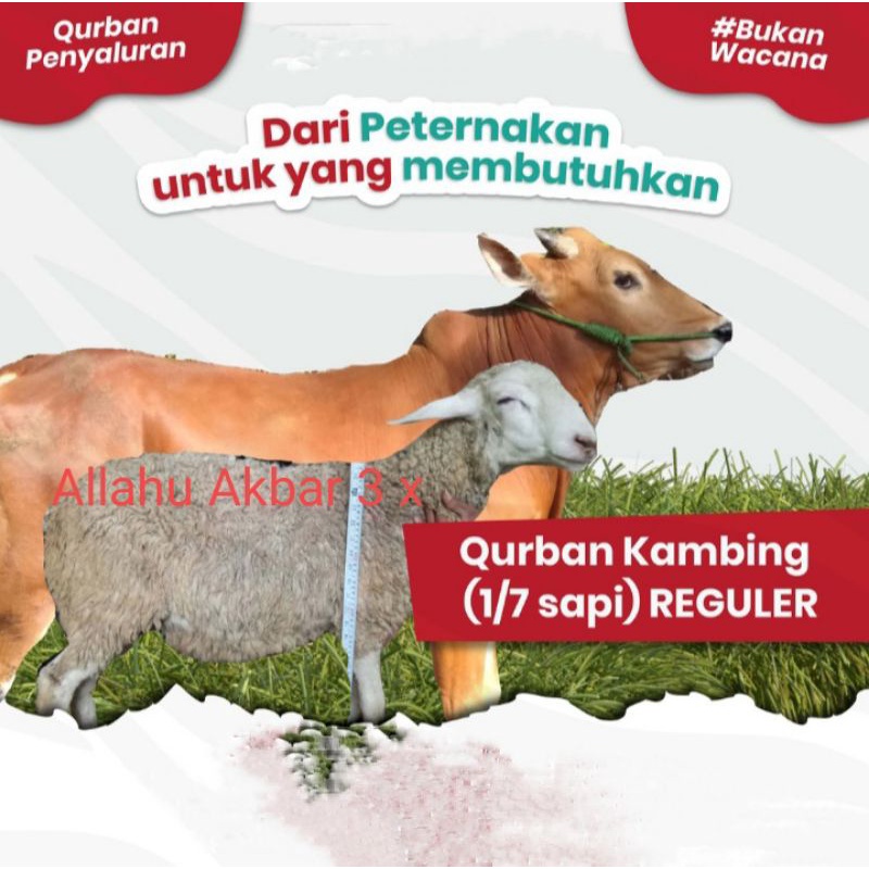 Qurban Kambing