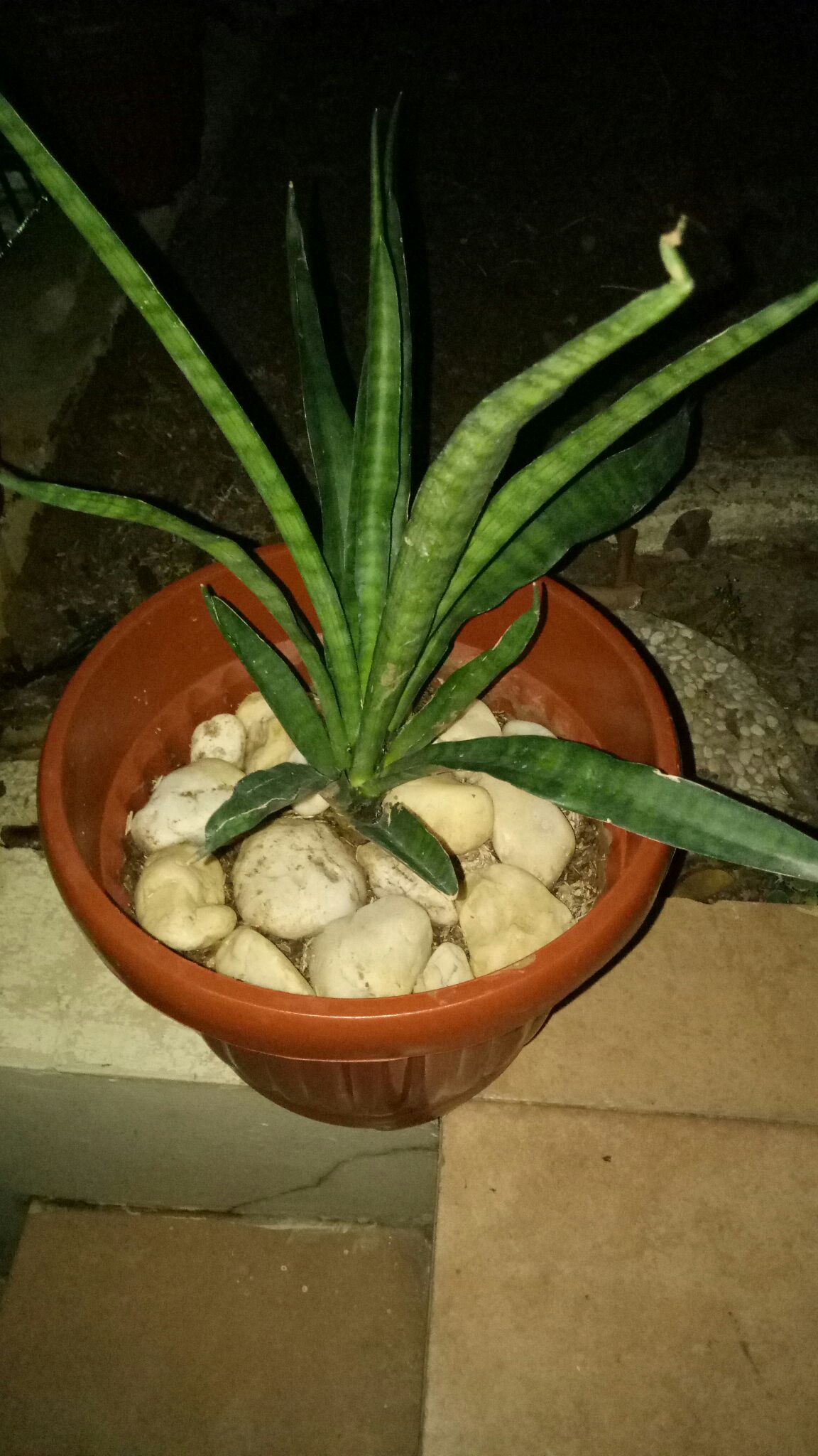 Sanseviera Lidah Mertua