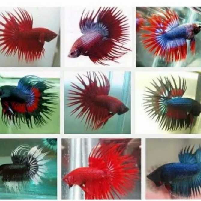 ikan cupang hias CT ukuran L(rendem)