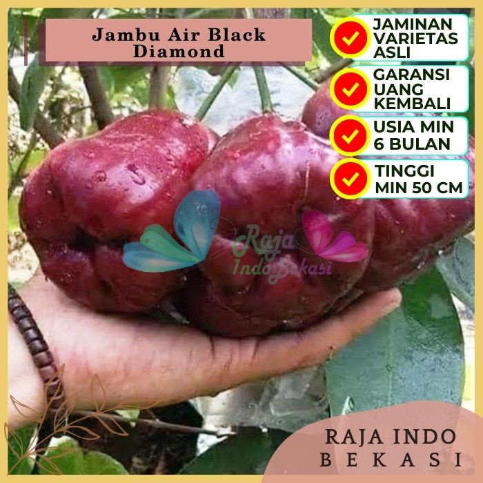 Bibit Tanaman Buah JAMBU AIR BLACK DIAMOND Premium