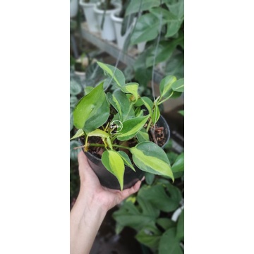 Philodendron Brazil / Philo Brazil / Sirih Brazil