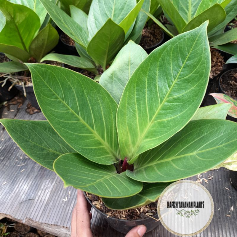 ( BISA COD) Tanaman Hias Anthurium Jemani Mangkok Tornado / Jemani Mangkok Remaja Tanaman Hidup-,Bun