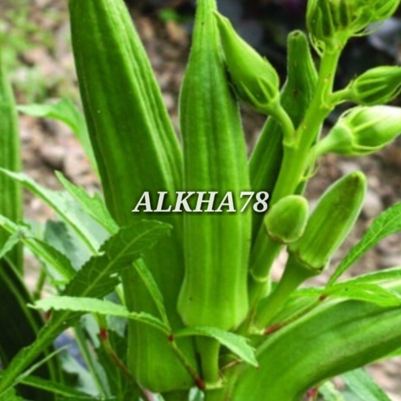 benih okra hijau fi super.