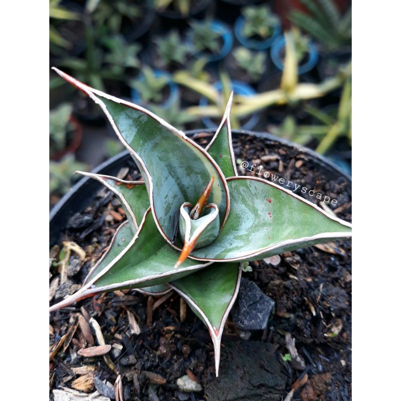 Sansevieria pinguicula variegata