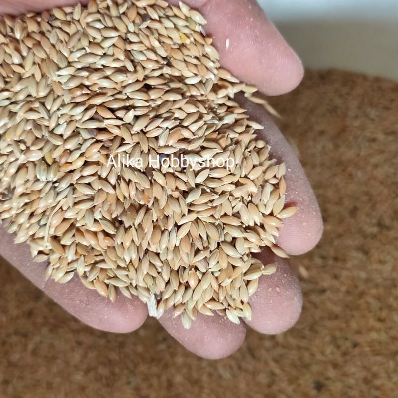 Milet kenari//canary seed//Milet padi
