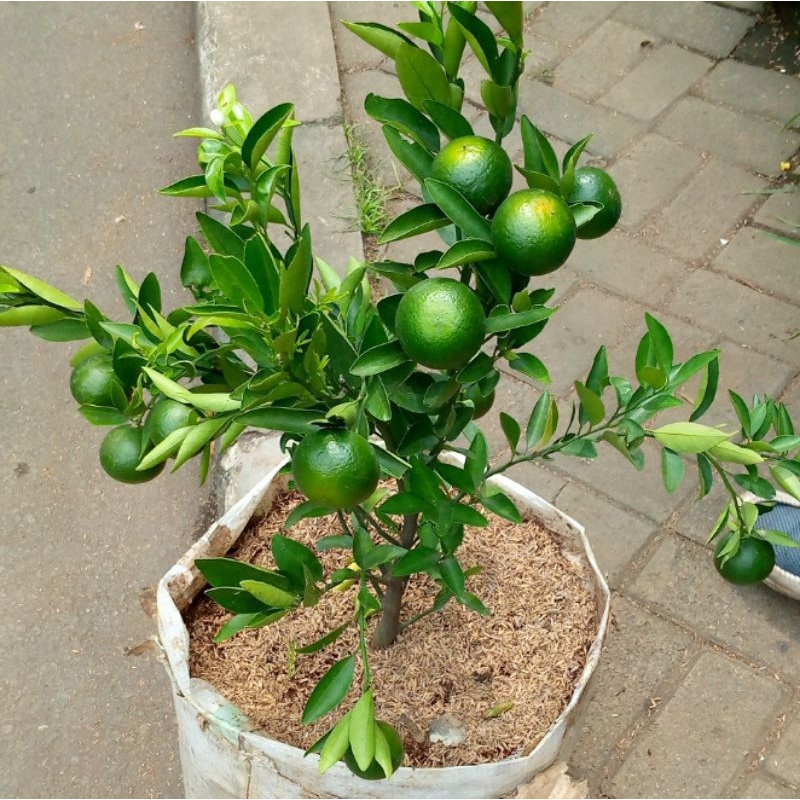 pohon jeruk Medan berbuah lebat