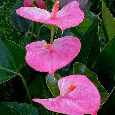 TANAMAN HIAS  HIDUP ANTHURIUM MICKEY MOUSE PINK SWEETHEART-TANAMAN HIAS HIDUP-BUNGA HIDUP-KEMBANG AN