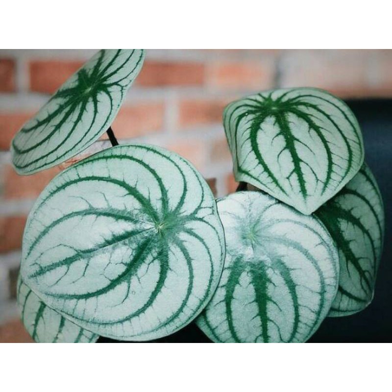 tanaman hias watermelon - peperomia watermelon -peperomia semangka