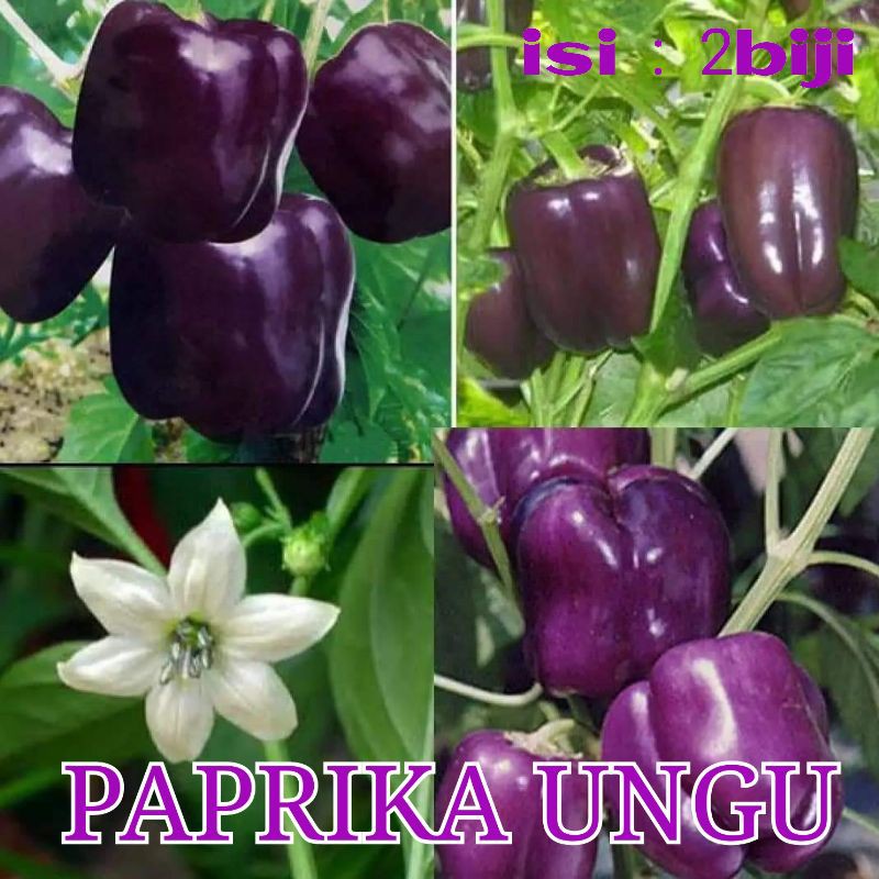 Benih Bibit Cabai Hias Cabe Paprika Cabai Ungu Cabai Jalapeno Cabe Terpedas