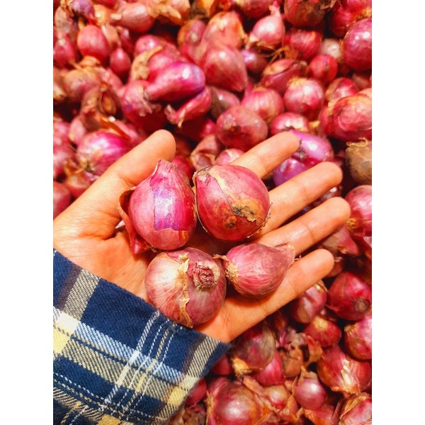 

Bawang merah Probolinggo/ SUPER BESAR/ kering / kemasan 1000 gram / 1kg