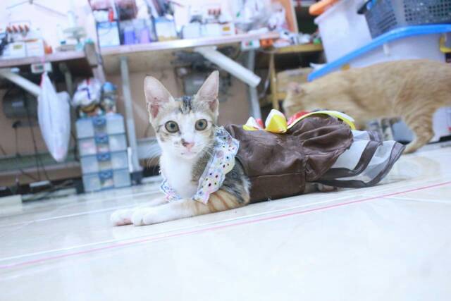 Dress satin coklat lucu untuk kucing dan anjing size S M L XL